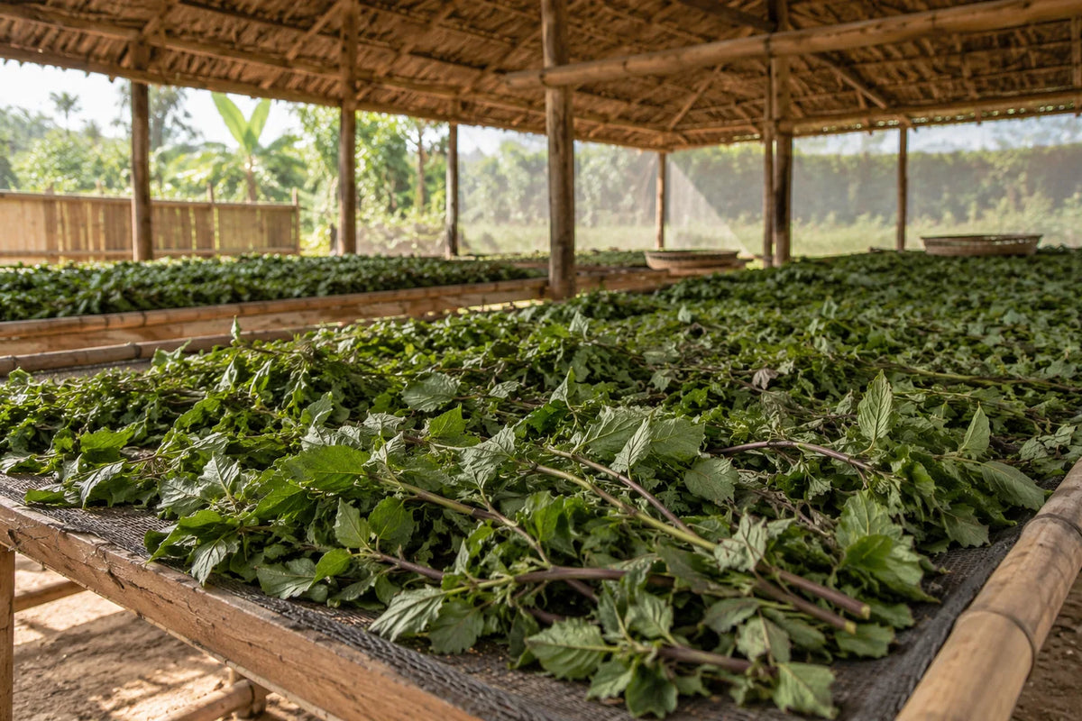 Patchouli: leaves, origins, distillation and scent