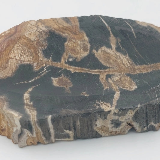 Suakmenėjusio medžio padėkliukas / muilinė, rudai juoda